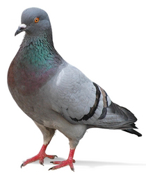 pigeon